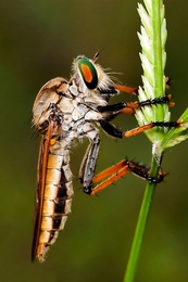 Robber Fly 