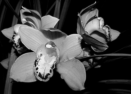 As orquídeas ___ 