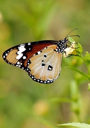 butterfly batik  