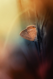ilusion butterfly 