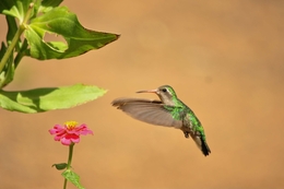 beija-flor 