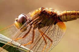 Dragon Fly 