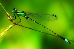 damsel sunbathing 