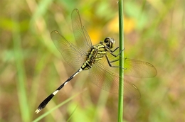 Dragonfly 