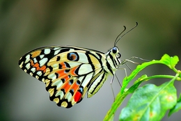 Papilio Demoleus #3 