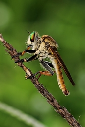 Robber Fly Again 