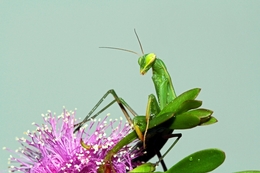 Mantis Religiosa 