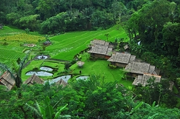 Cottage at paddy field 