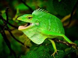chameleon #2 