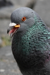 pigeon 