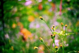 flowers on the roadside 