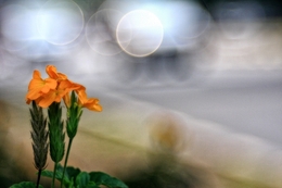 Orange Flowers 