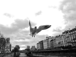 Pomba esfomeada em Paris 