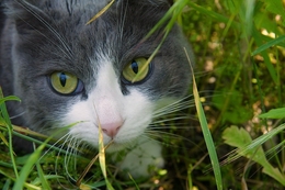 and in the grass .... my Minou 