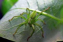 Aranha verde 