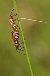 mating-- 