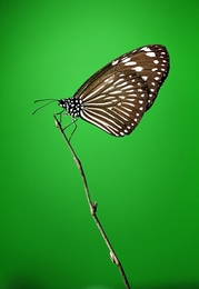 Butterfly in Green 