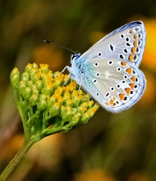 LAMPIDES BOETICUS, Família das LYCAENIDAE 