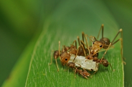 Ant family 