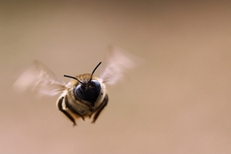 A abelha 