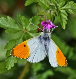 ANTHOCHARIS EUPHENOIDES - Fam das PIERIDAE 