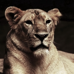portrait lion 