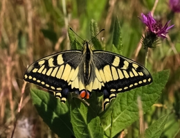 PAPILIO MACHAON - FAMÍLIA DAS PAPILIONIDAE 