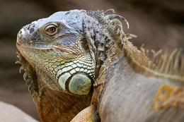 Iguana-verde 