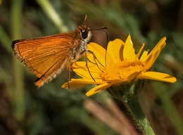 THYMELICUS ACTEON - FAMÍLIA DAS HESPERIIDAE 