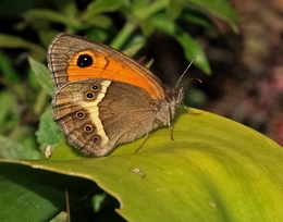 PYROMIA BATHSEBA,   FAMÍLIA DAS SATYRINAE 