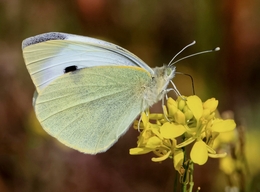 PIERES RAPAE - FAMÍLIA DAS PIERIDAE 