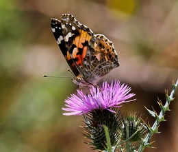 VANESSA ATALANTA - FAMÍLIA DAS NYNPHALIDAE 