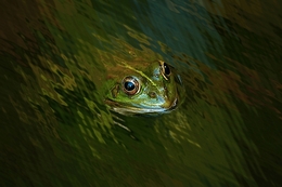 La Grenouille___ 