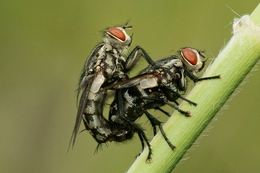 mating___ 