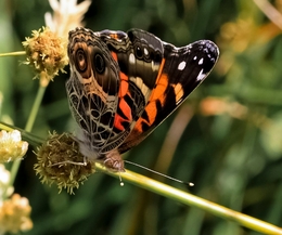 VANESSA CARDUI - FAMÍLIA DAS NYNPHALIDAE 