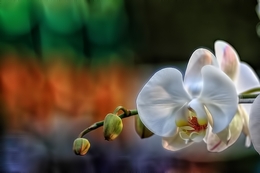 White Orchid 