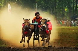 Traditional Indonesian ( Madurese culture ) 