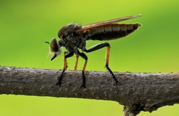 Robberfly Endut 