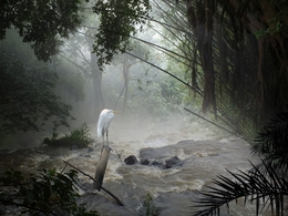 Garça na cachoeira 