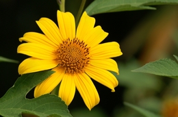 bunga kuning 