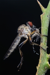 robberfly vs mosquito 