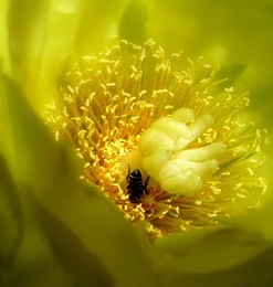 FLOR DE TUNA 