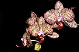 Orquídea___ 