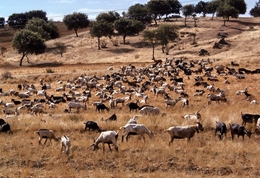 Cabras 