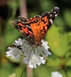 VANESSA CARDUI 