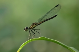 green black damsel fly 