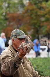 Les oiseaux de Paris 