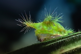 caterpillar 