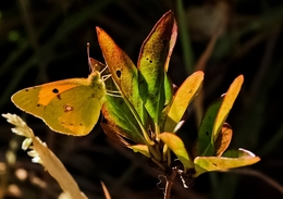 ARMONIOSA NATUREZA - (COLIAS CROCEUS) 