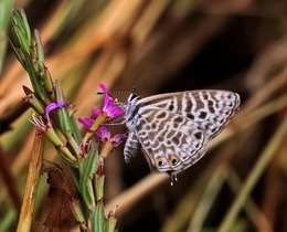 LEPTODES PIRITHOUS, FAMÍLIA DAS LYCAENIDAE 